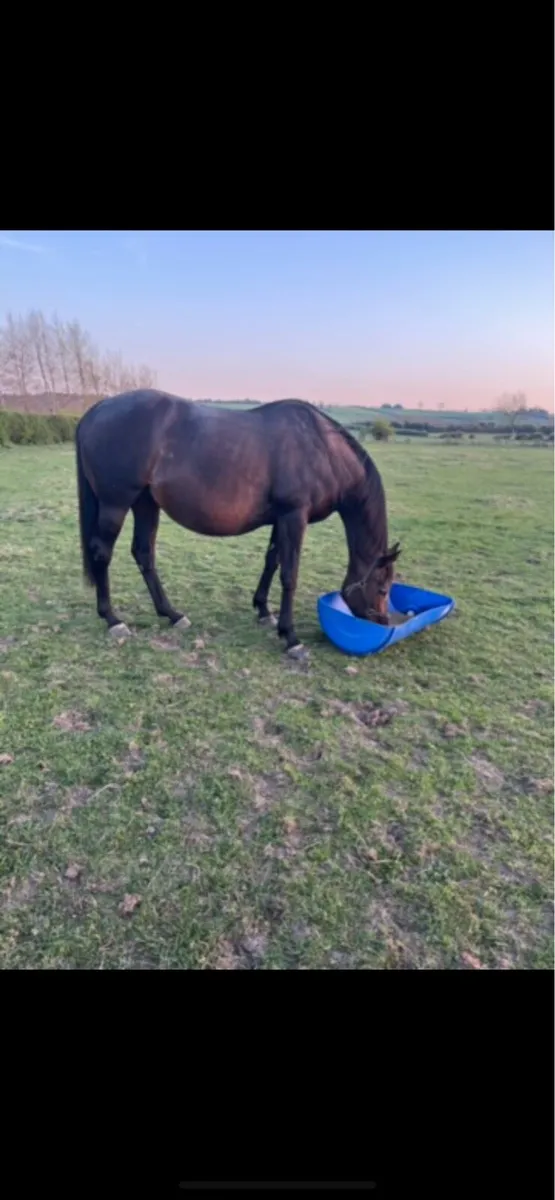 Flat mare’s including blacktype producer - Image 1