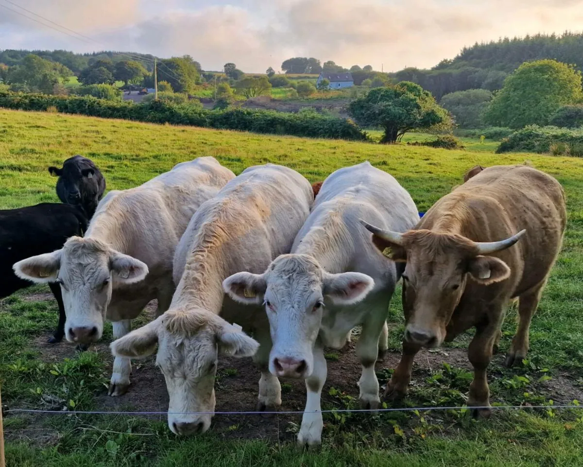 4 super bullocks for Skibbereen Mart. Fri 22Aug. - Image 2