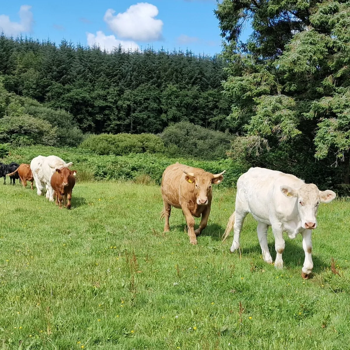 4 super bullocks for Skibbereen Mart. Fri 22Aug. - Image 1