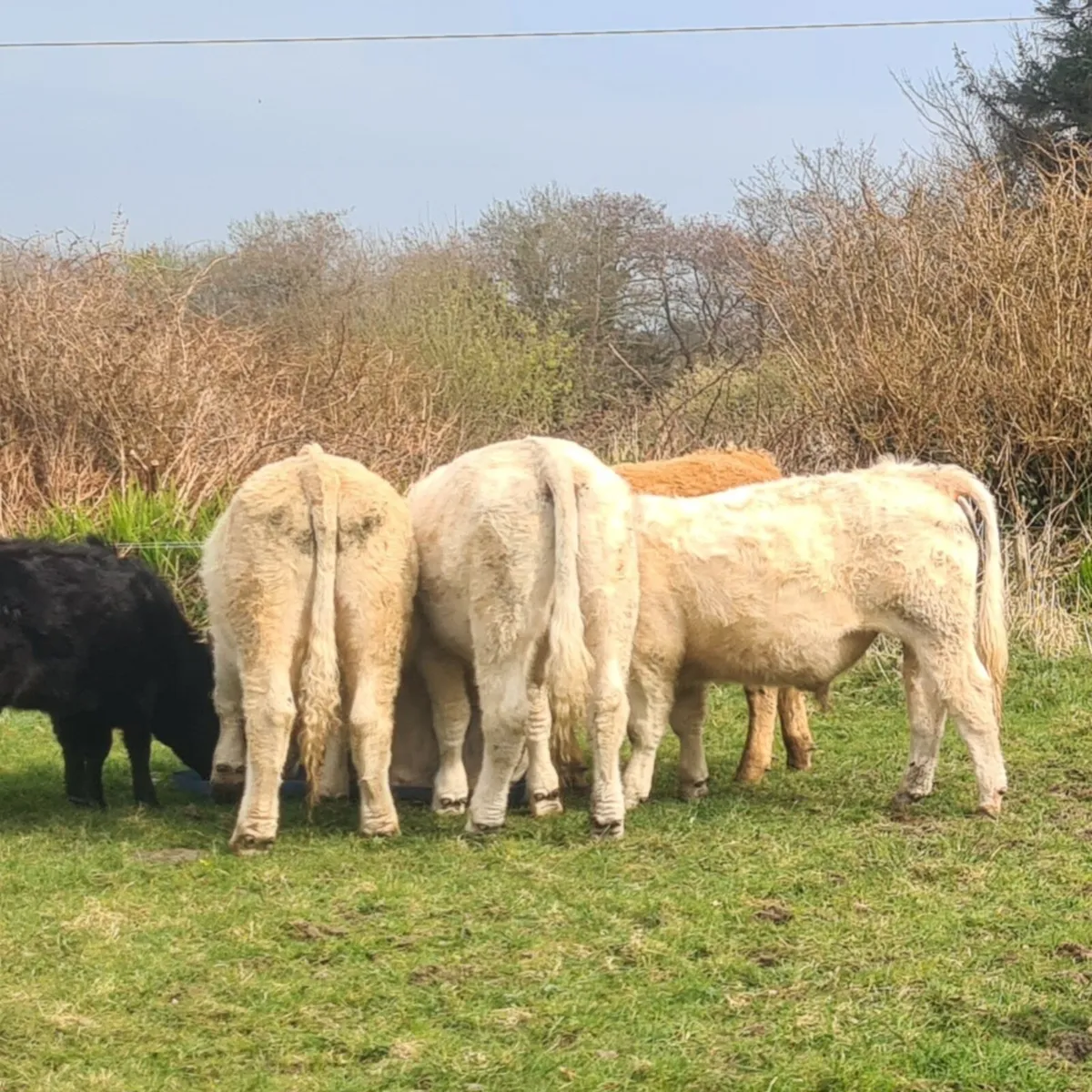 4 super bullocks for Skibbereen Mart. Fri 22Aug. - Image 3