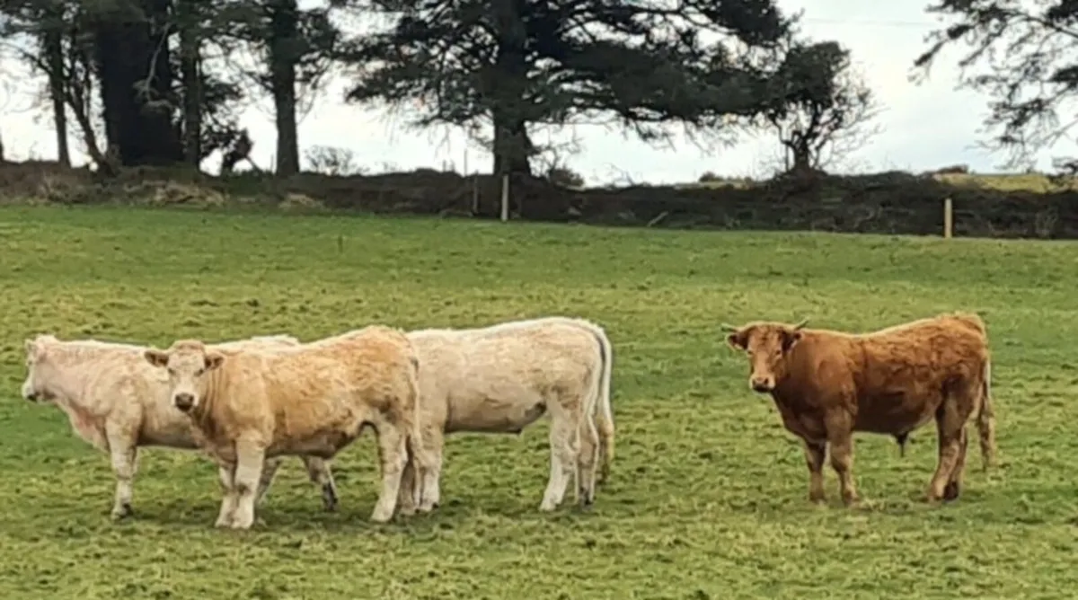 4 super bullocks for Skibbereen Mart. Fri 22Aug. - Image 4