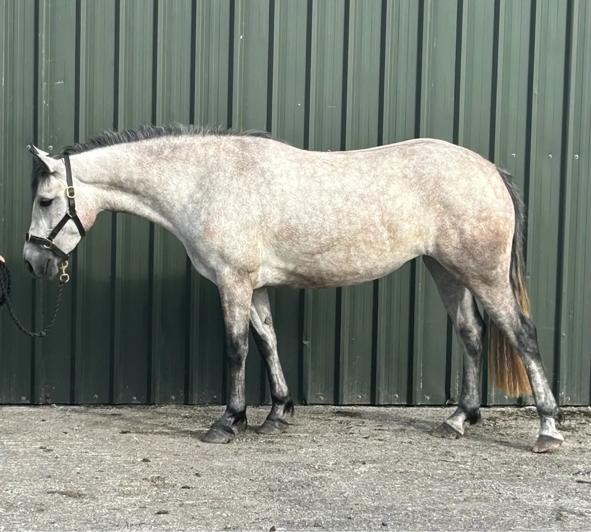 3 year old Connemara Filly - Image 1