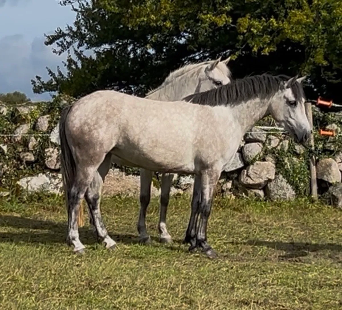 3 year old Connemara Filly - Image 3