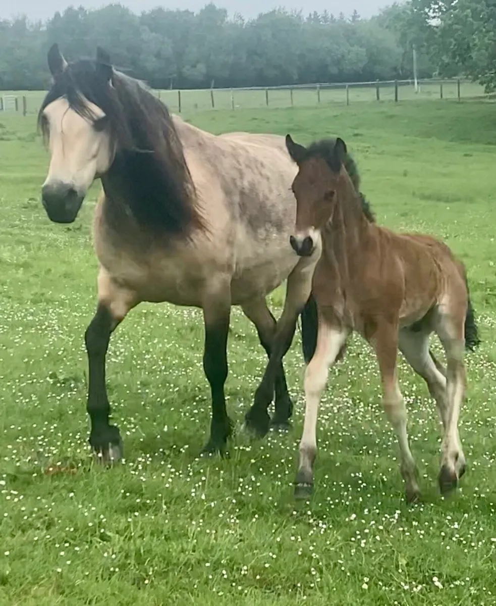 3 year old Connemara Filly - Image 4