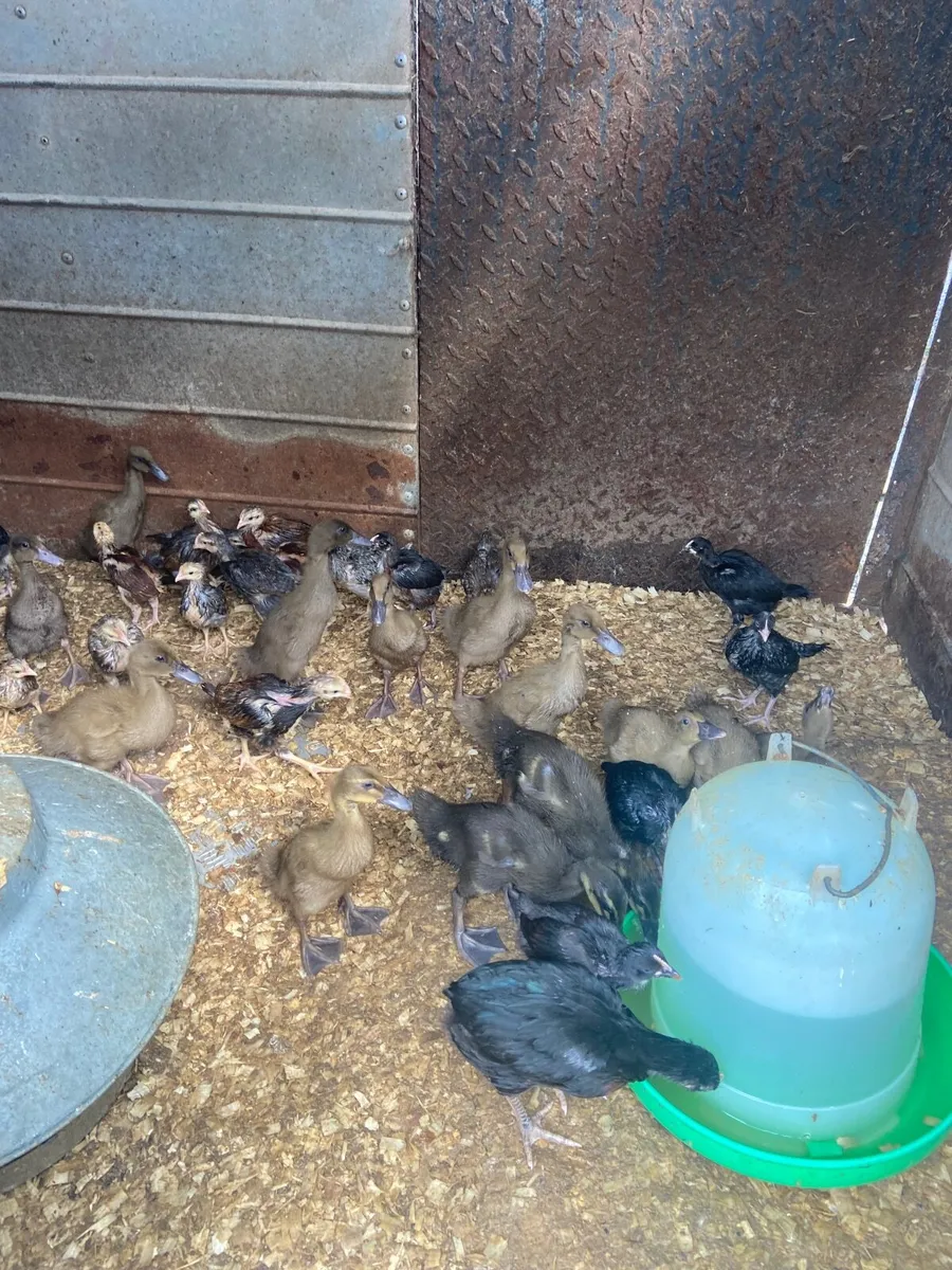 CHICKS  AND DUCKS - Image 3