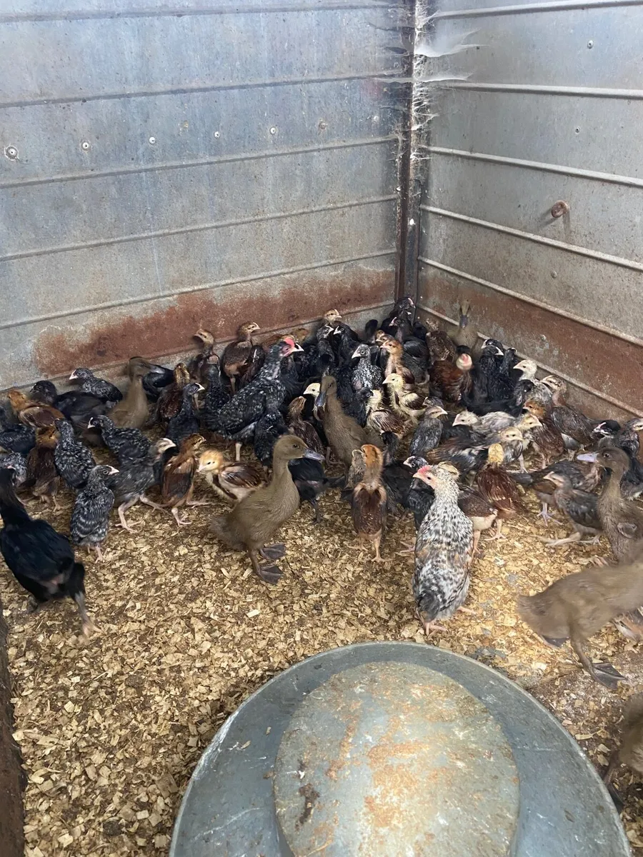CHICKS  AND DUCKS - Image 4
