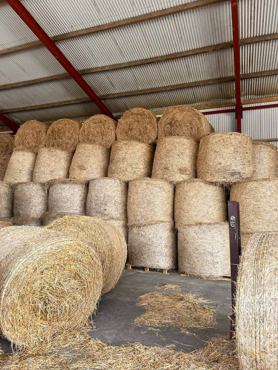 Hay - Image 2
