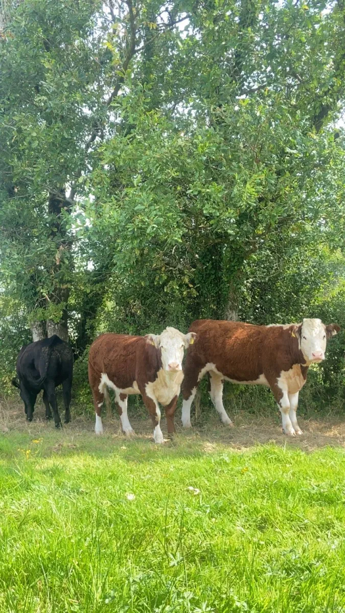 Angus and Hereford heifers - Image 1