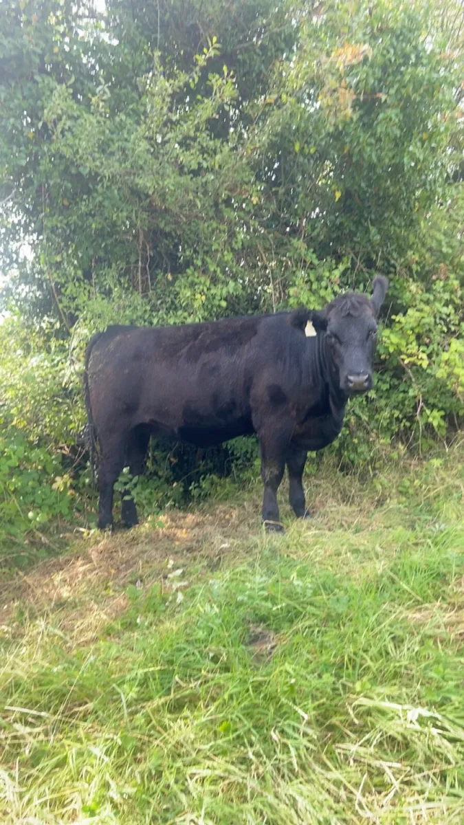 Angus and Hereford heifers - Image 2