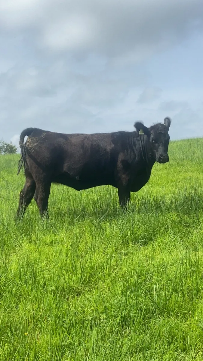 Angus and Hereford heifers - Image 3