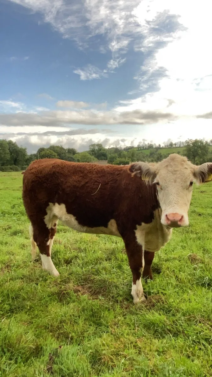 Angus and Hereford heifers - Image 4