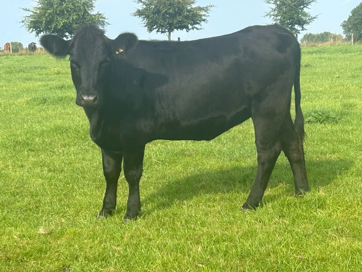 super batch of aax heifers - Image 1