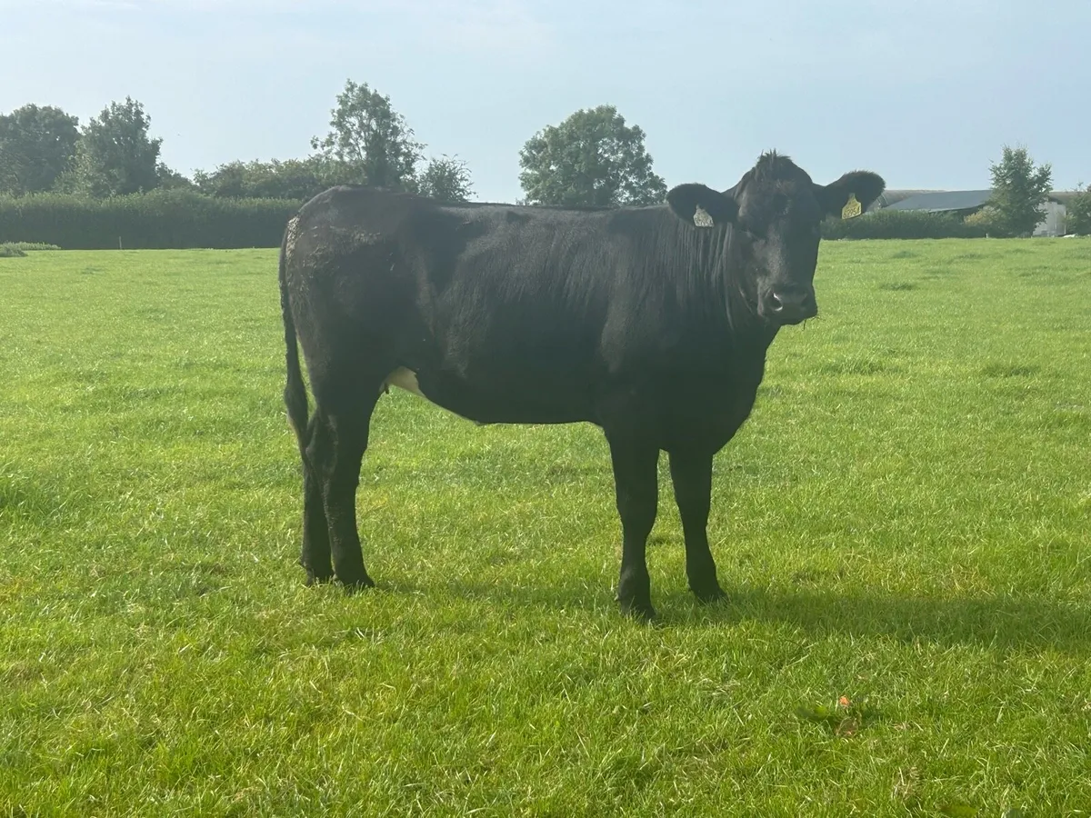 super batch of aax heifers - Image 2