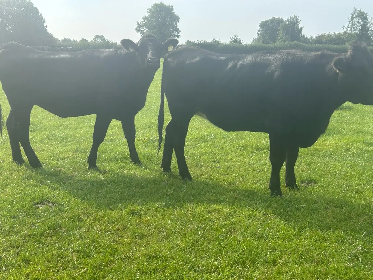 super batch of aax heifers - Image 3