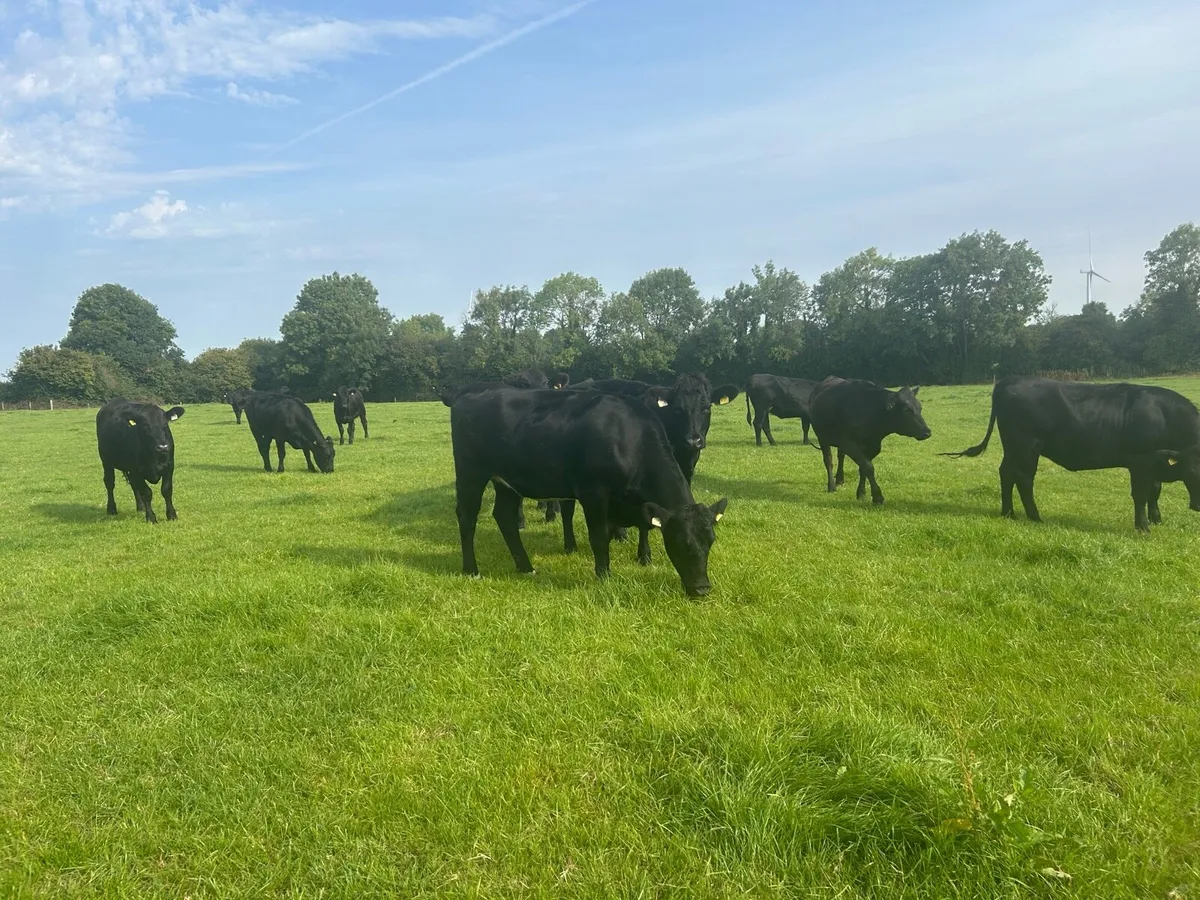 super batch of aax heifers - Image 4