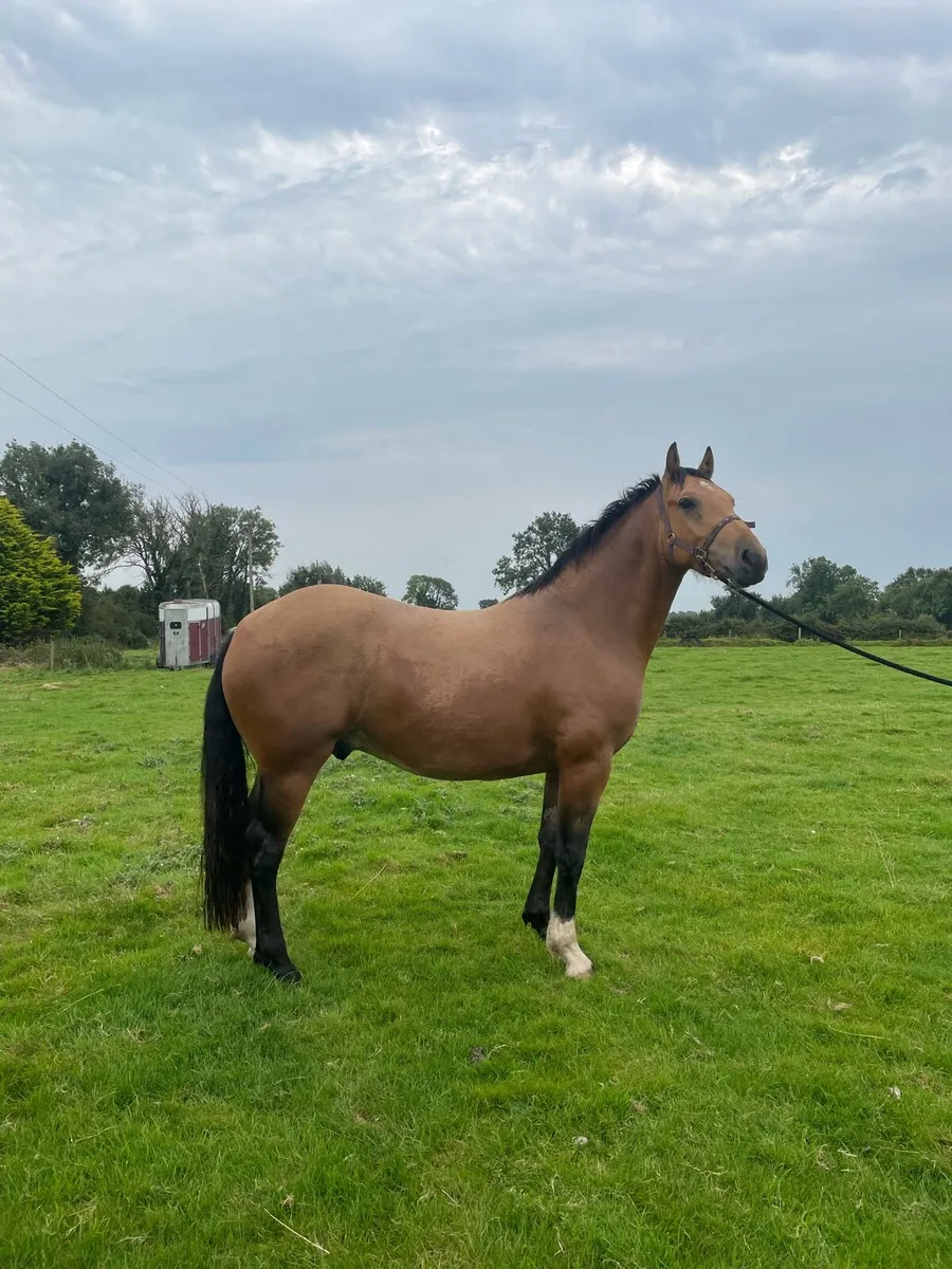 Gelding - Image 1