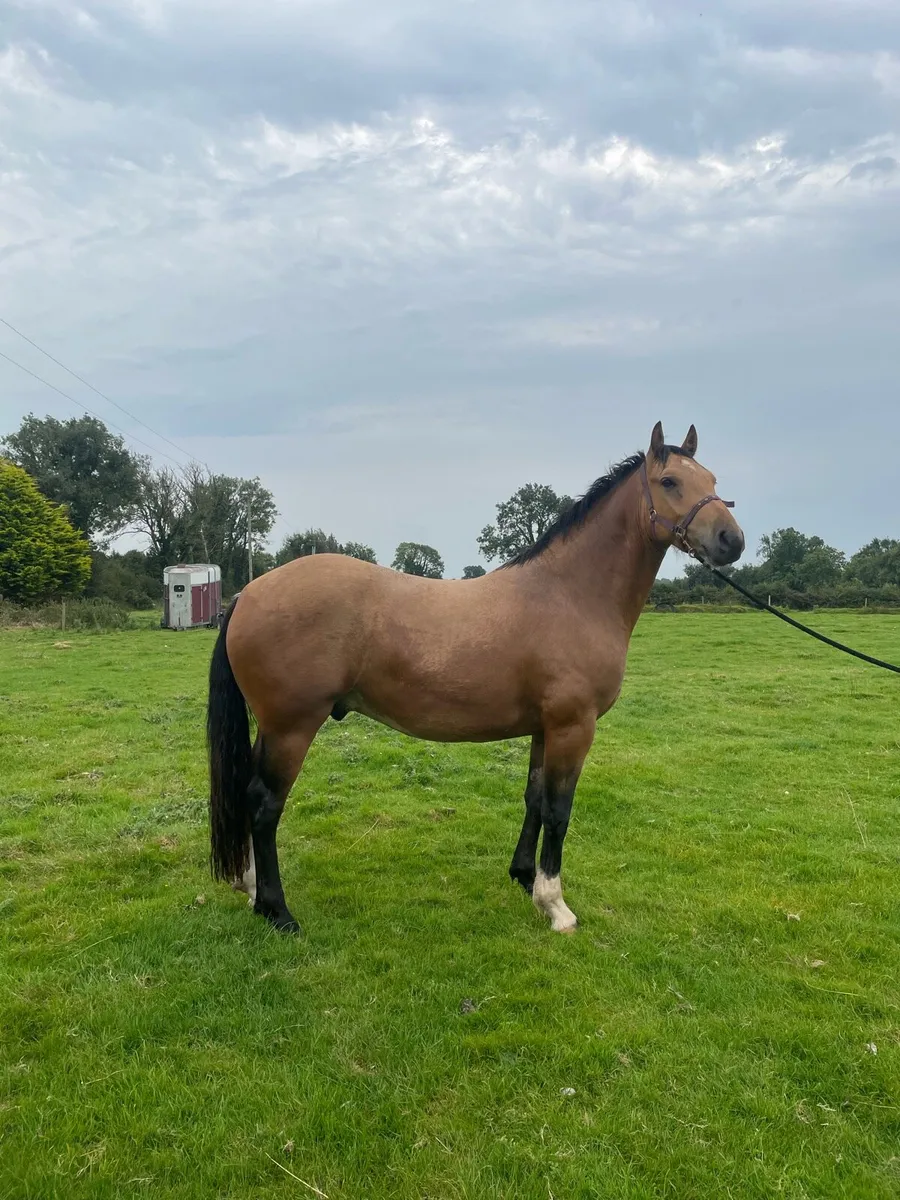 Gelding - Image 2