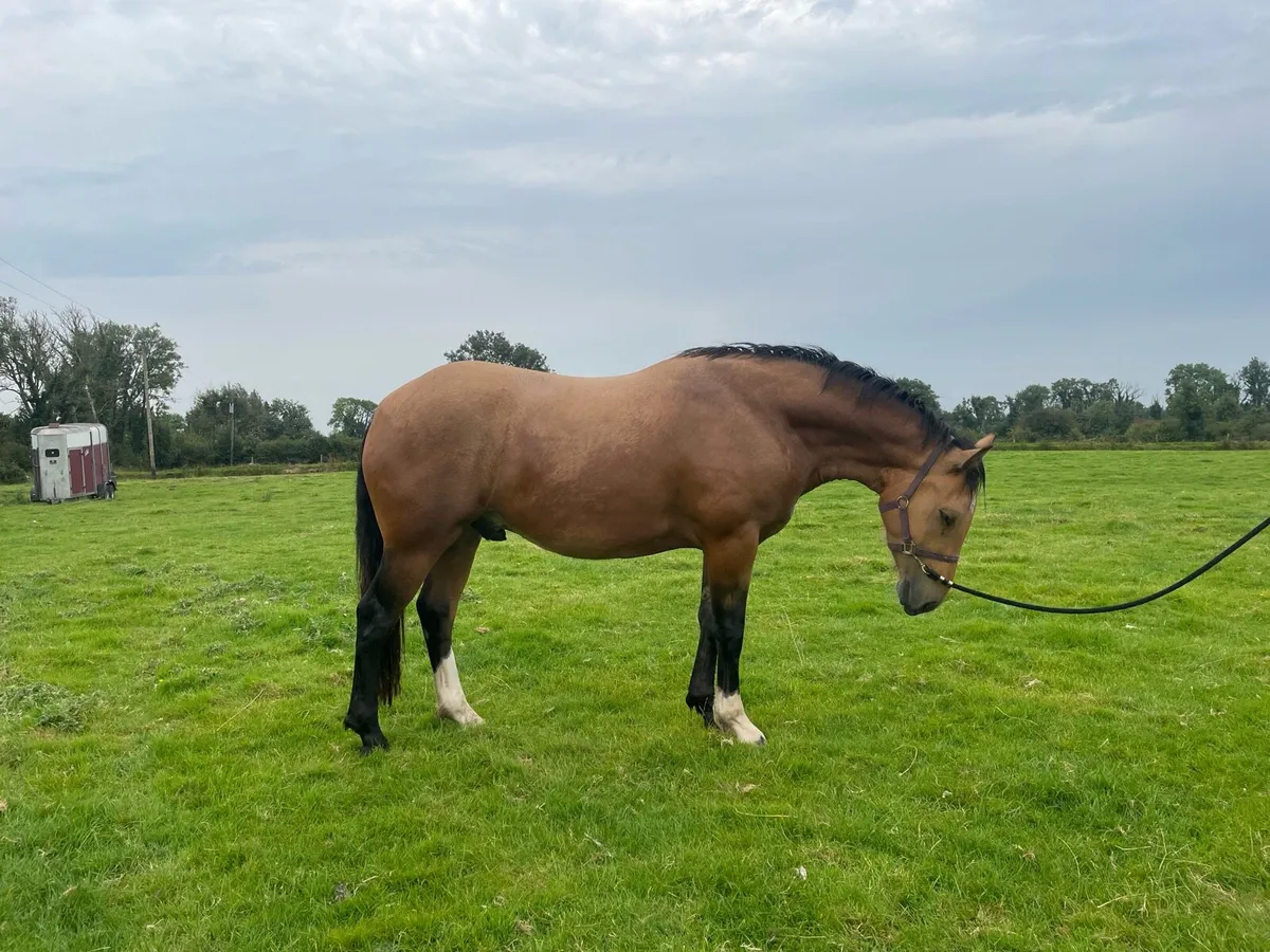 Gelding - Image 3