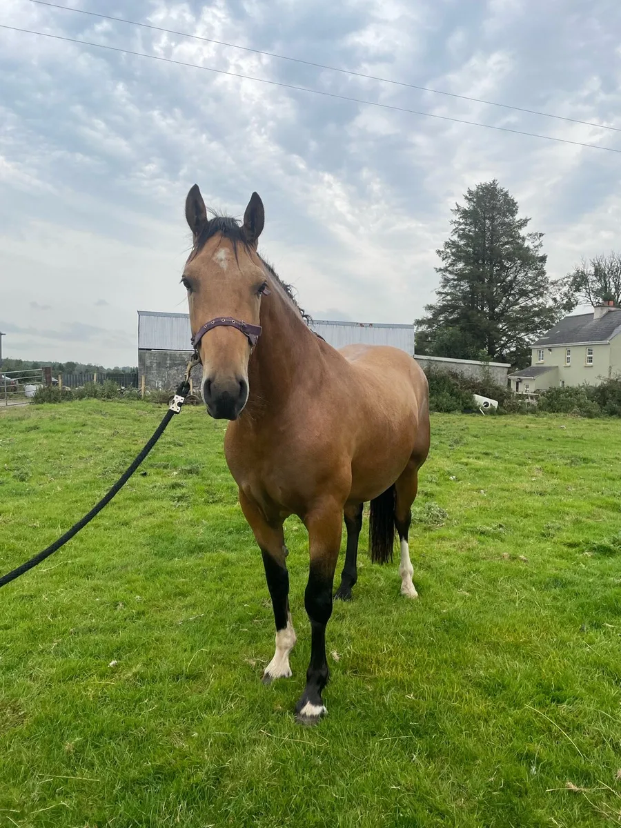 Gelding - Image 4