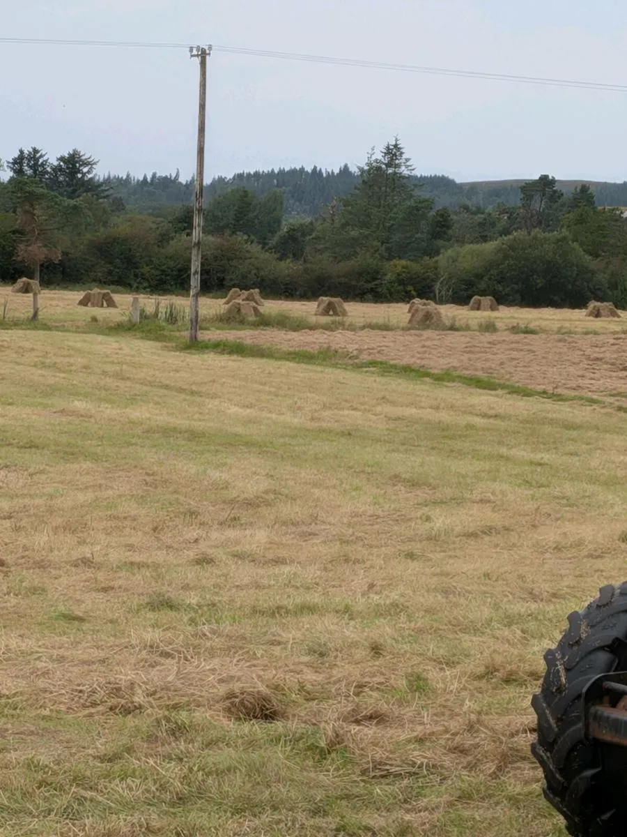 Hay - Image 1