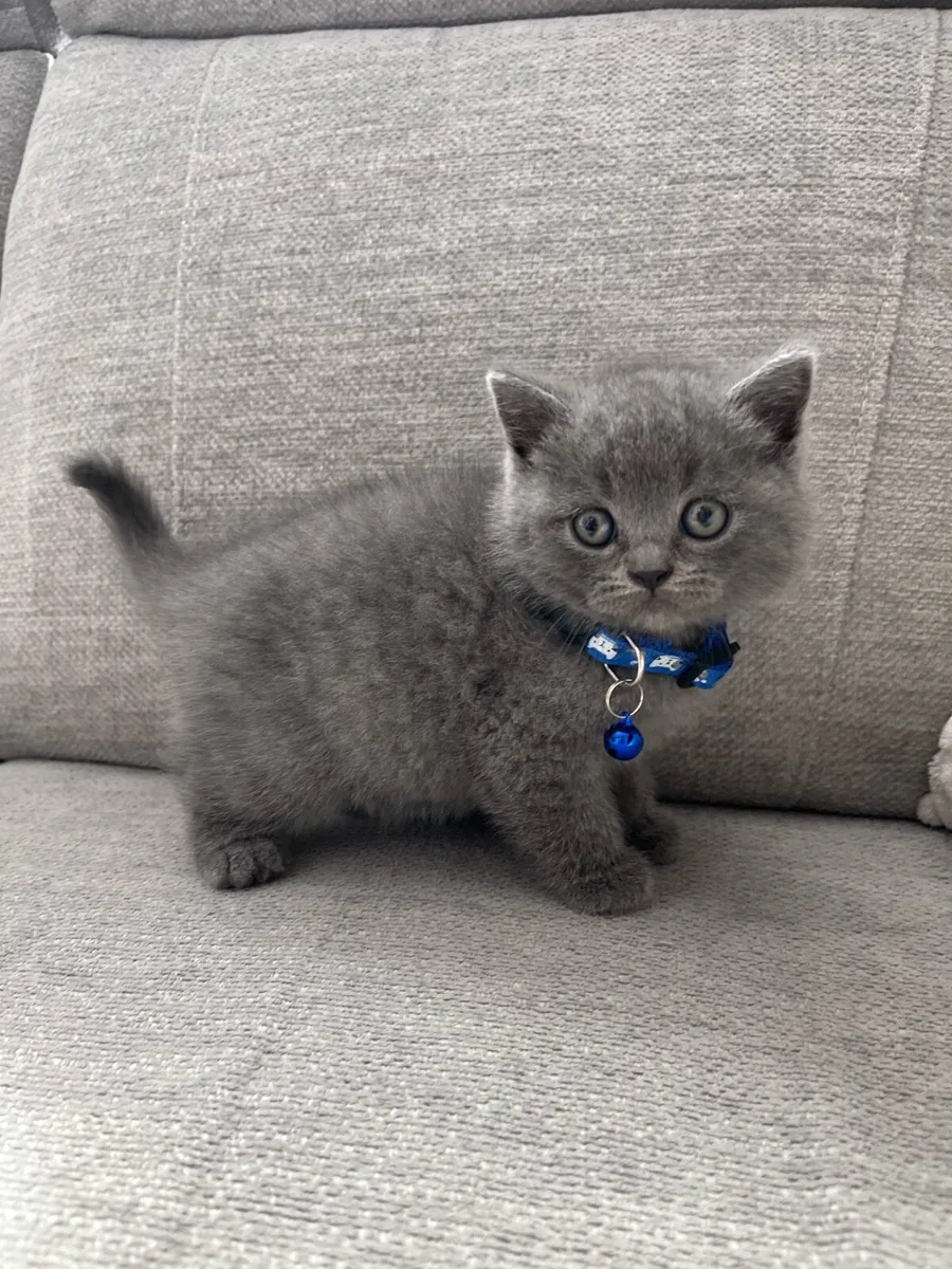 British and Scottish fold and straight ears 🥰🐈‍⬛ - Image 2