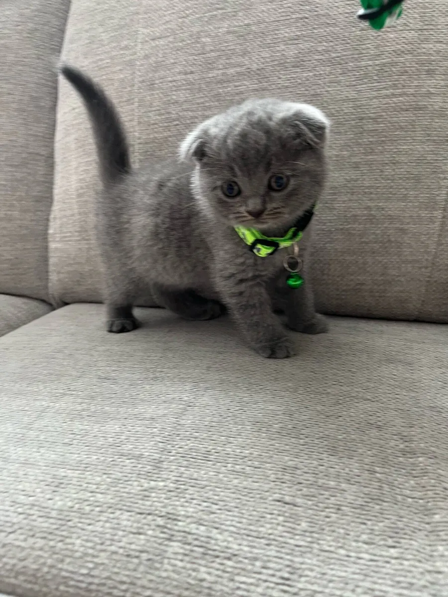 British and Scottish fold and straight ears 🥰🐈‍⬛ - Image 3