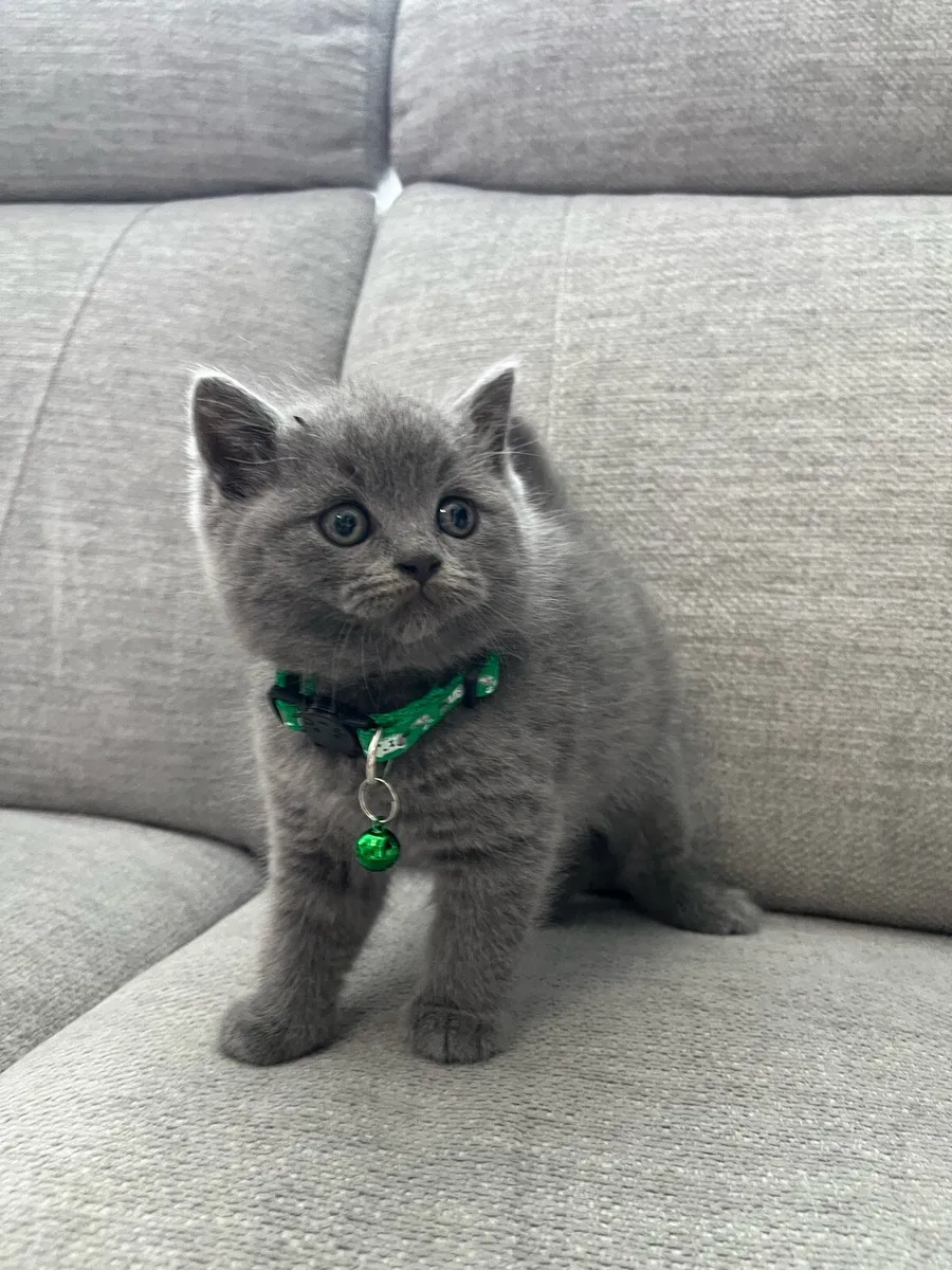 British and Scottish fold and straight ears 🥰🐈‍⬛ - Image 4