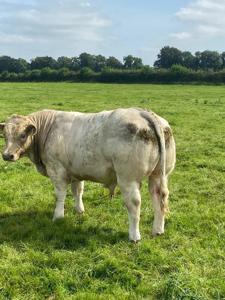 Hybrid bull weanlings - Image 1