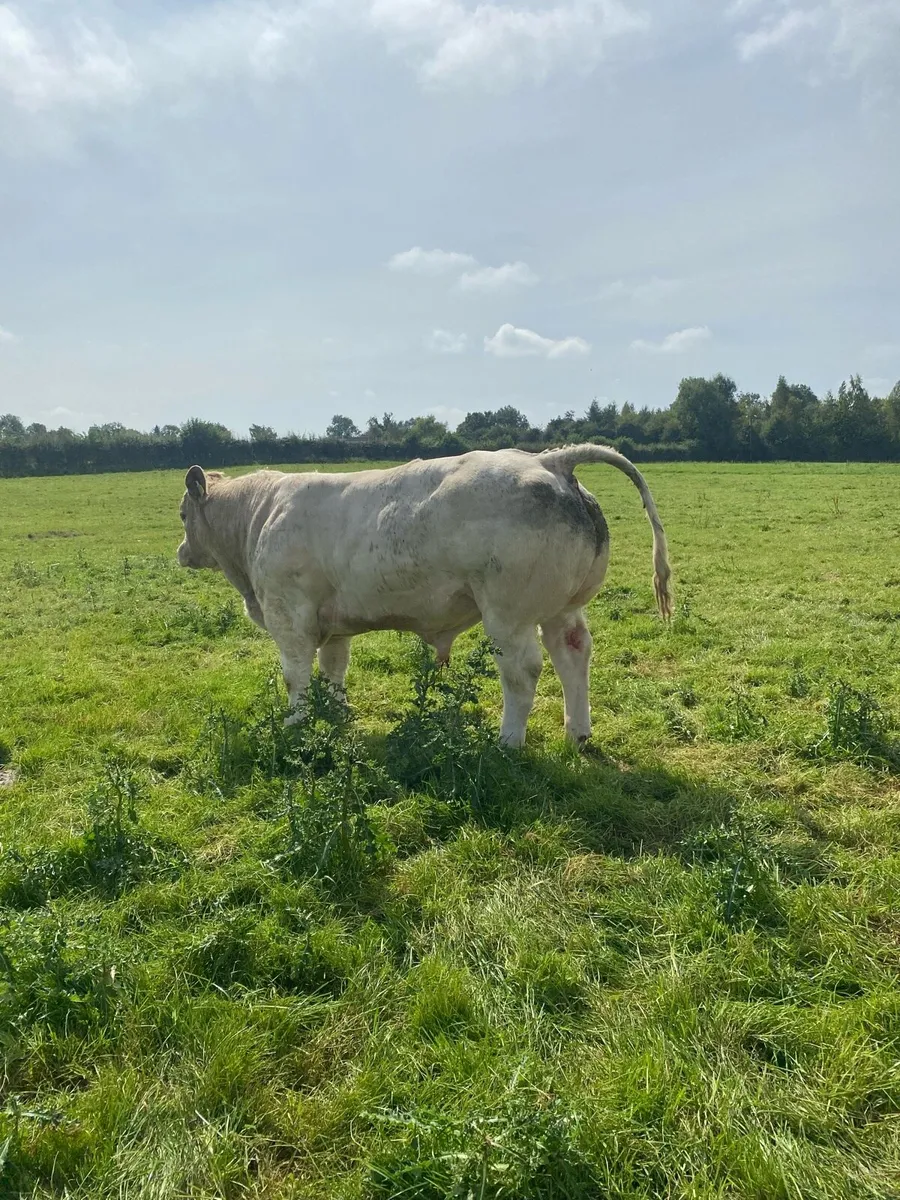 Hybrid bull weanlings - Image 3