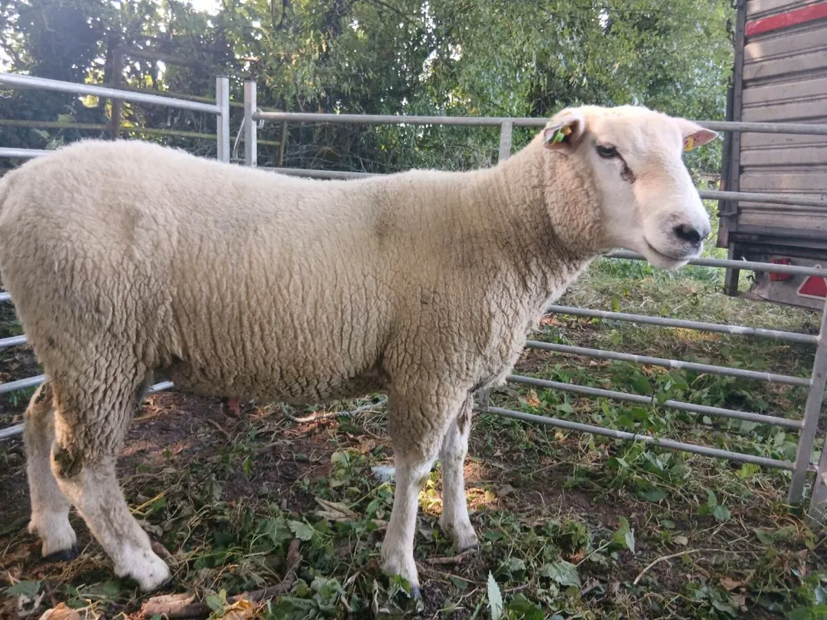 Sis approved Galway hogget - Image 2