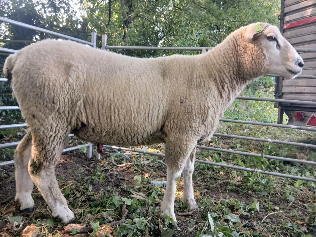 Sis approved Galway hogget - Image 4