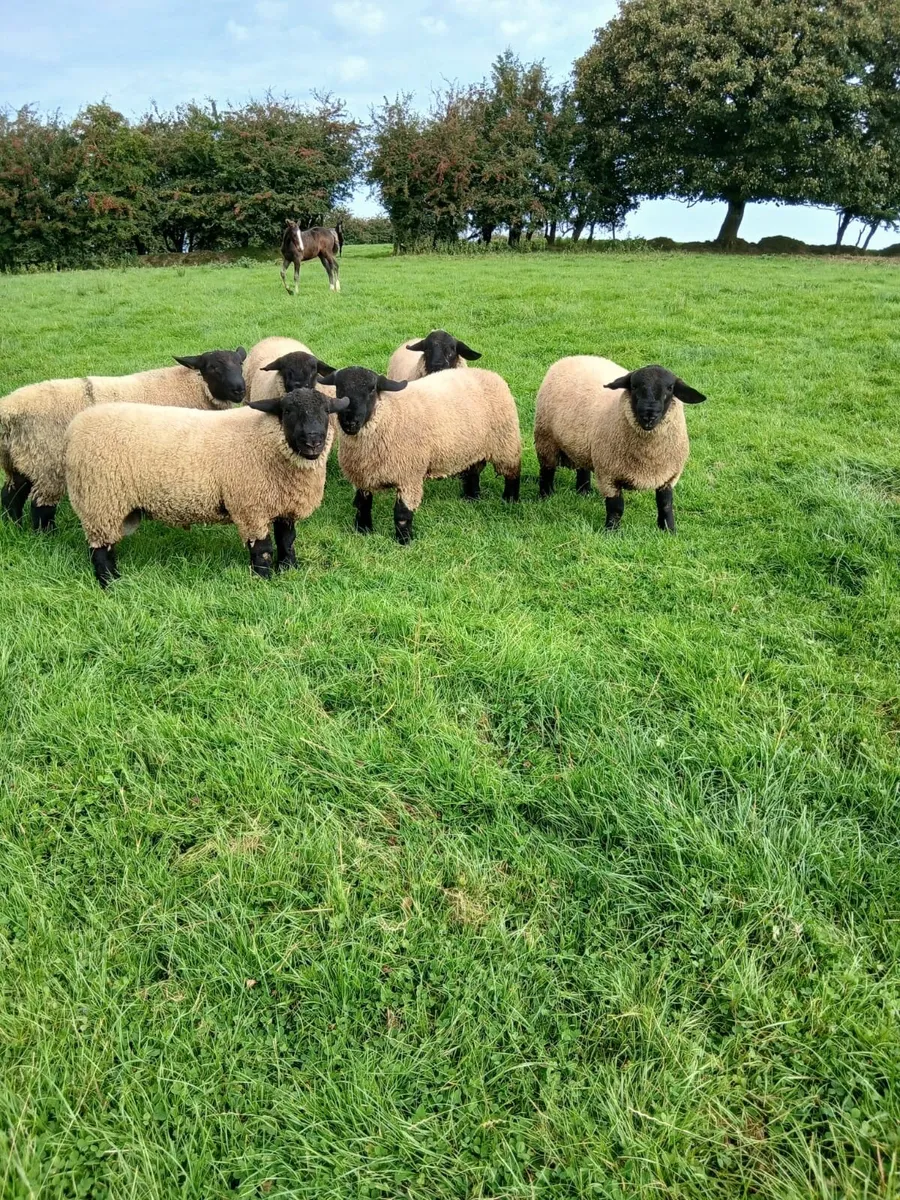 Pure bred Suffolk rams lambs for sale - Image 1