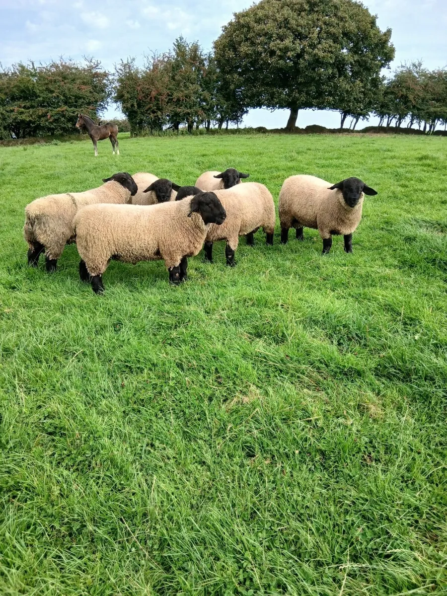 Pure bred Suffolk rams lambs for sale - Image 2