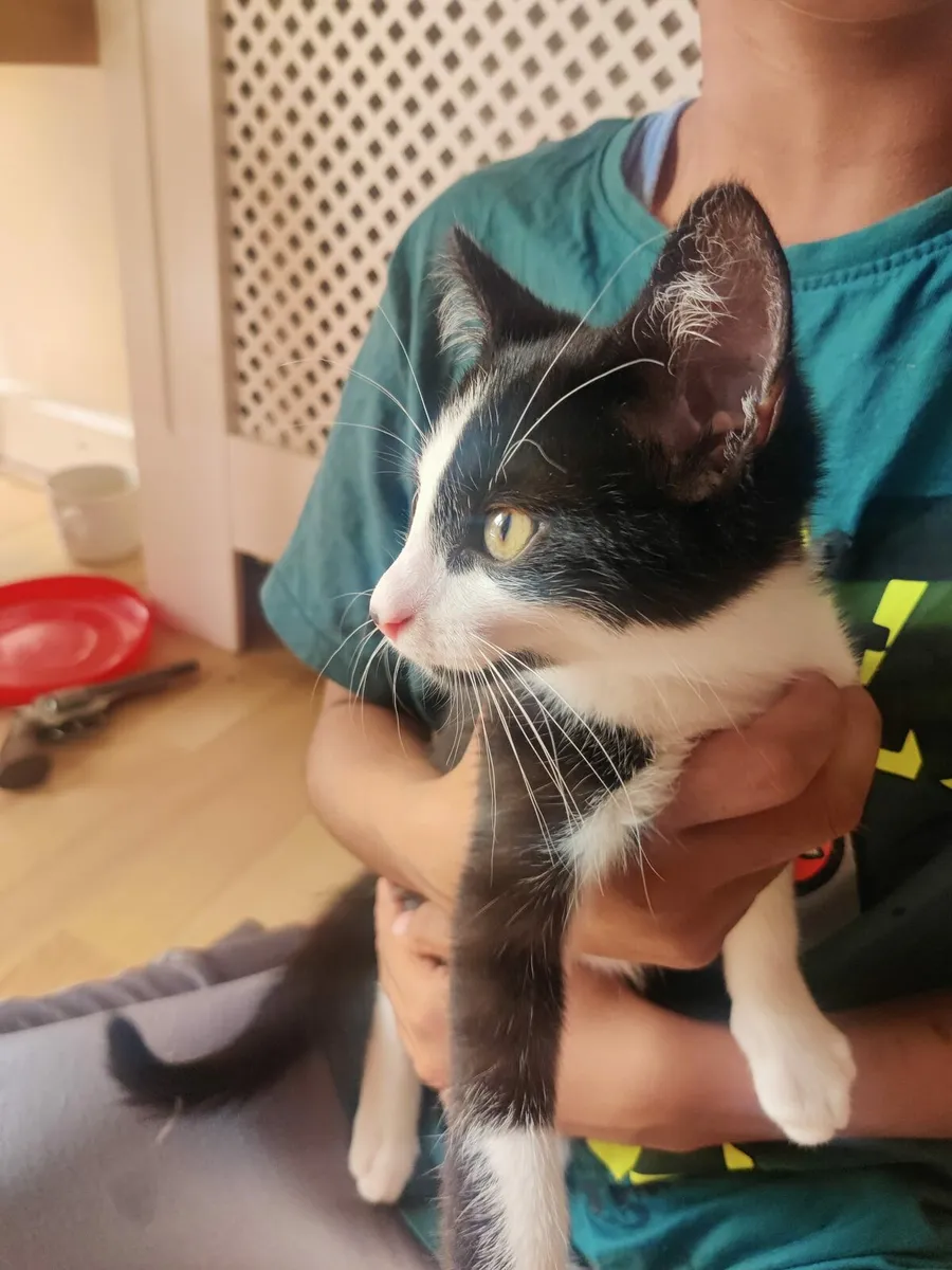 Cat - Image 2