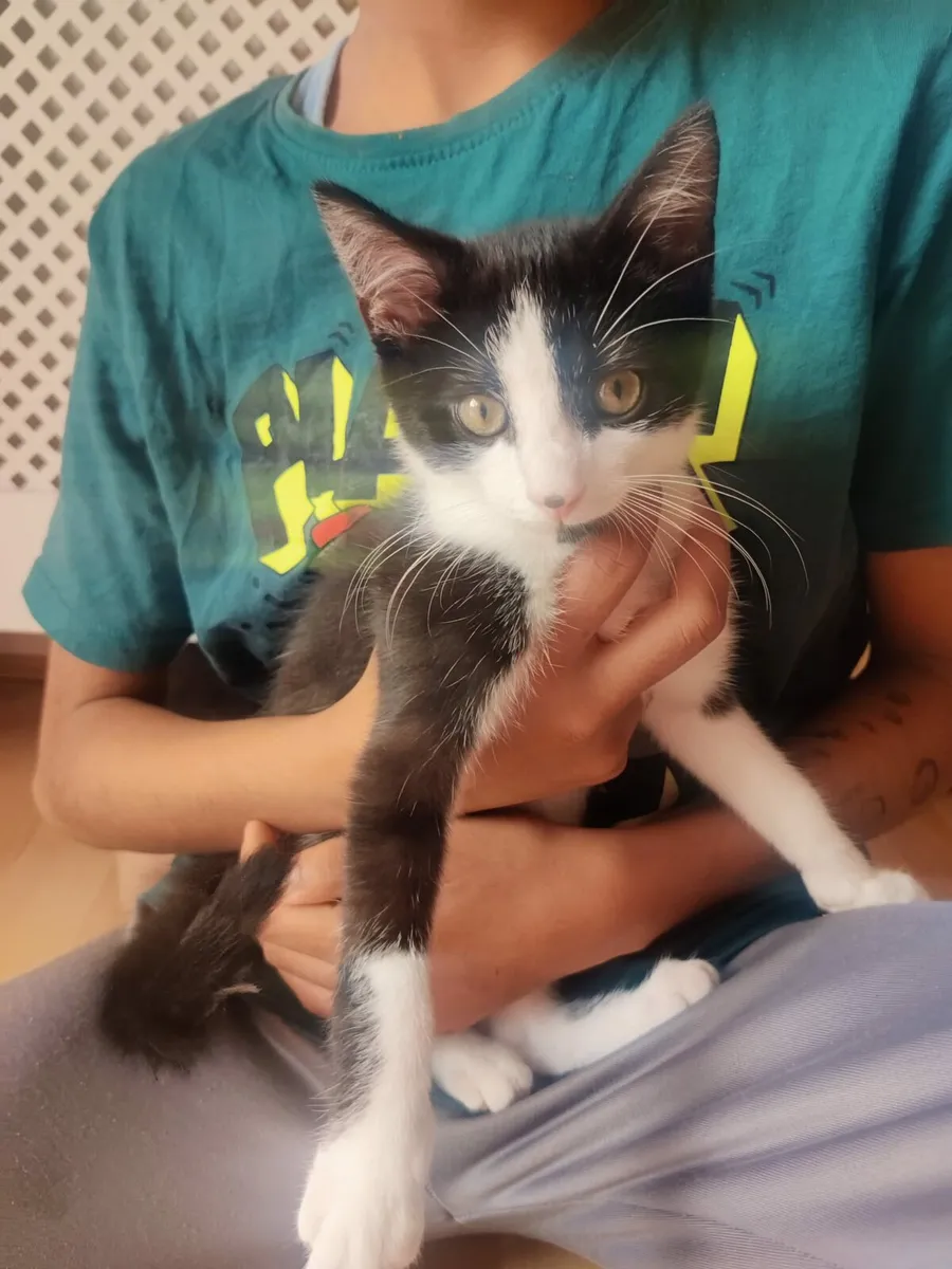 Cat - Image 3