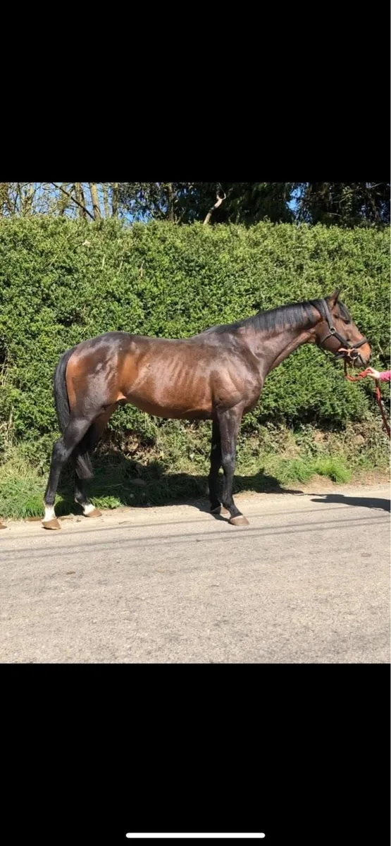 3 stallions for sale.  ISH.  TB.  Connie - Image 1