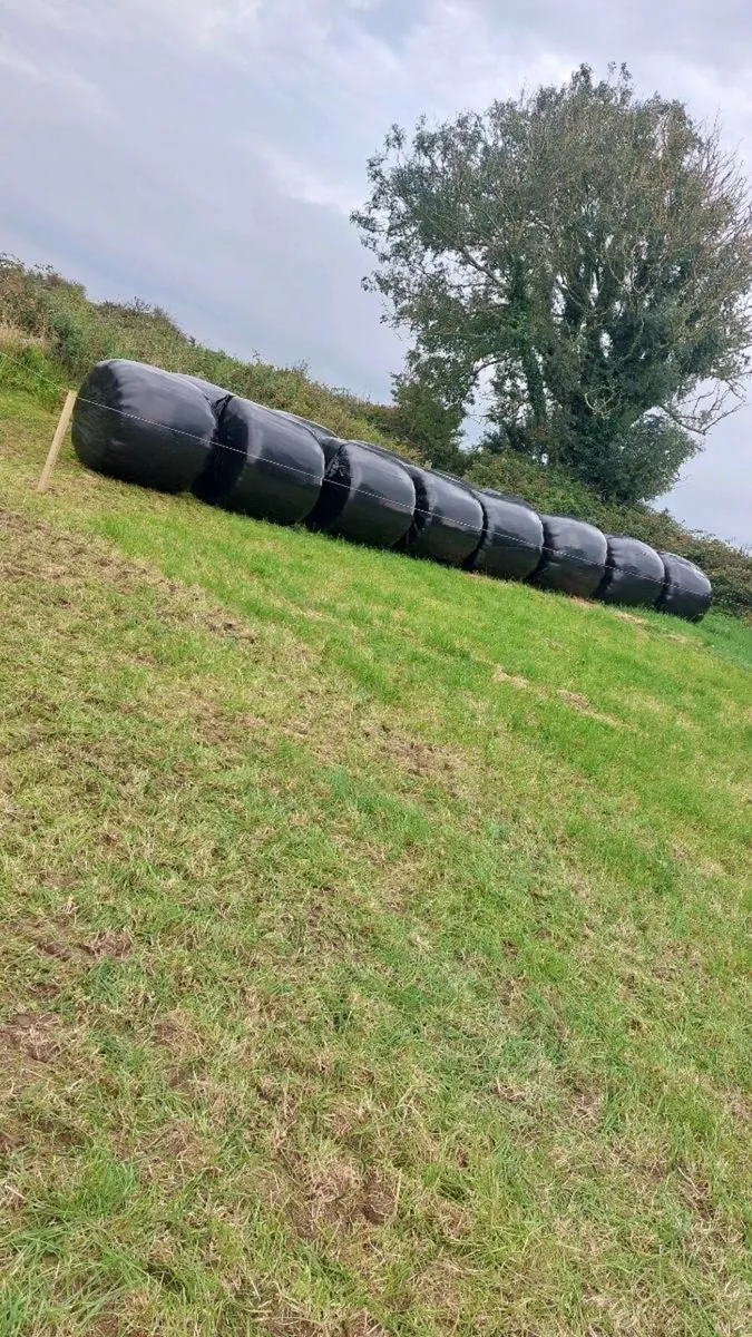 15 bales of haylage