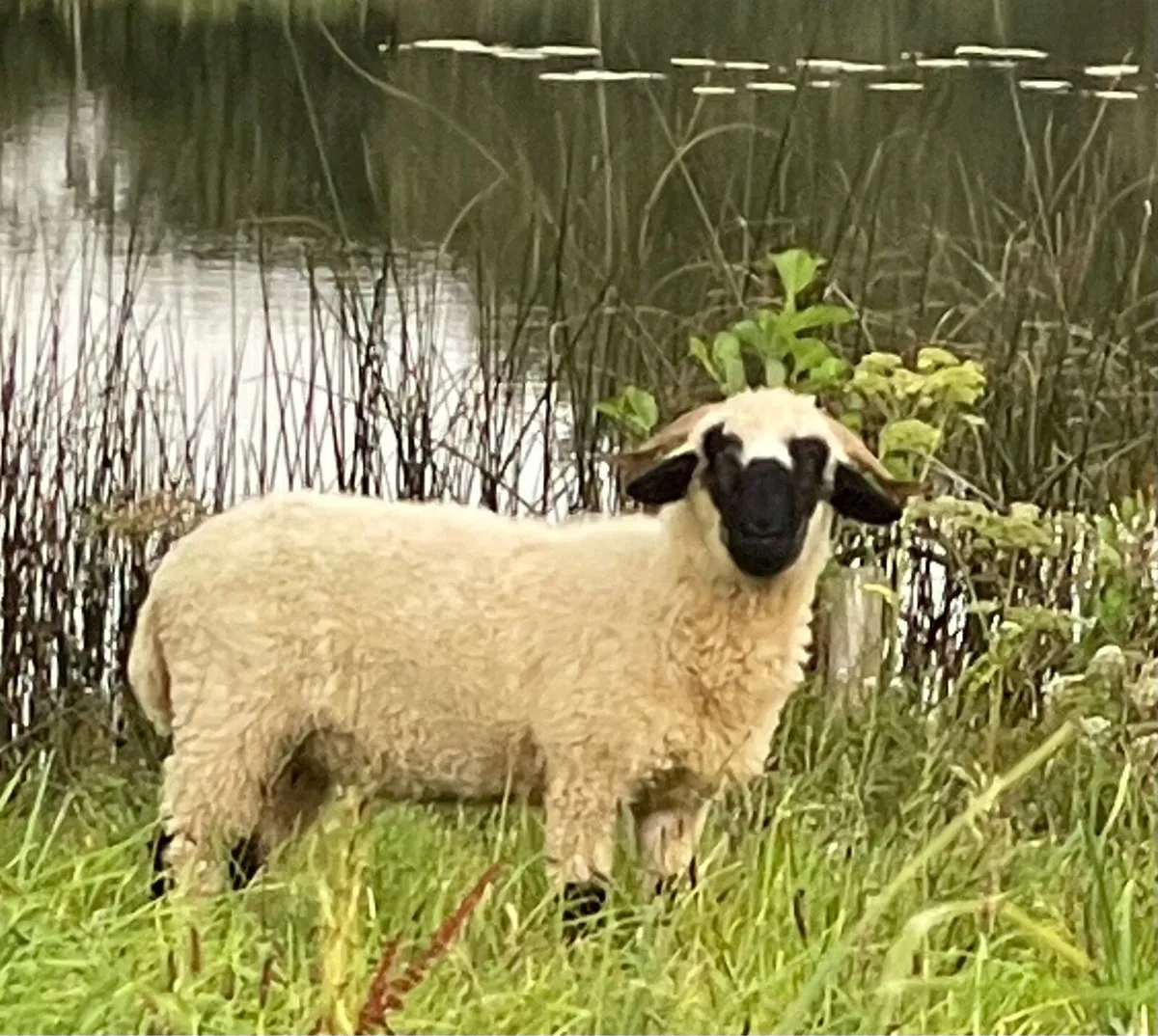 Valais Blacknose - Image 1