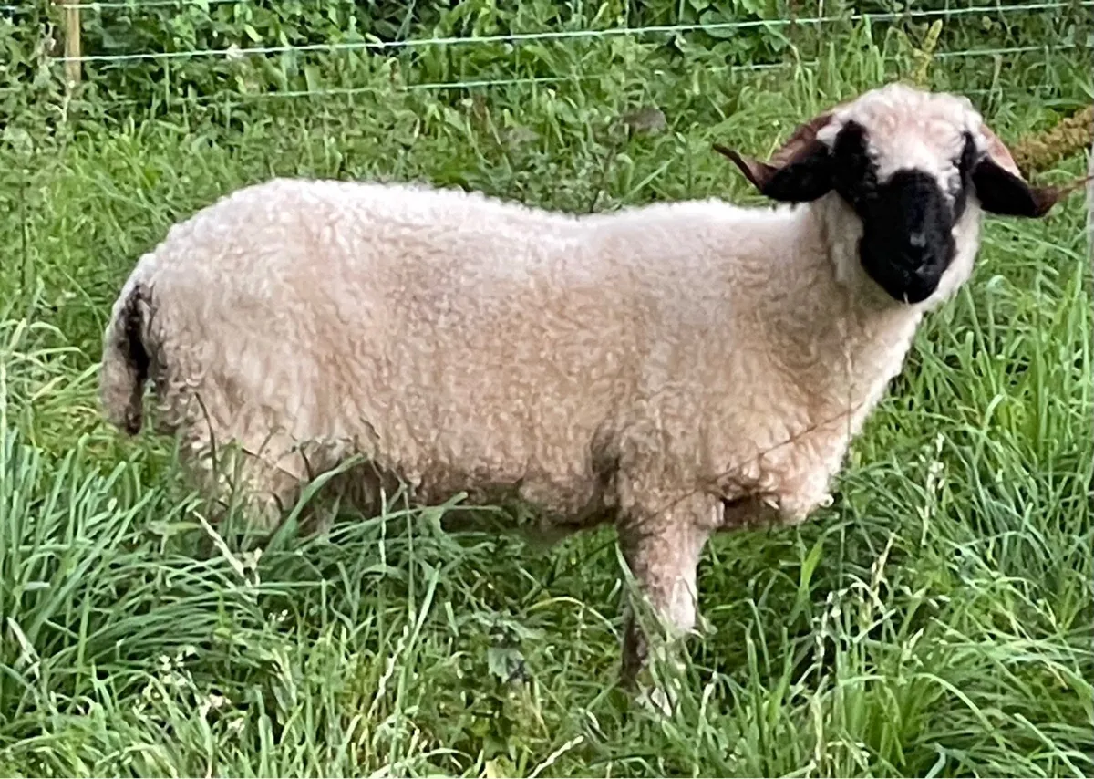 Valais Blacknose - Image 2