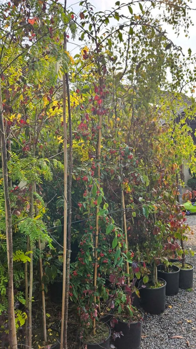 Instant 10ft Evergreen Screening Plants - Image 2