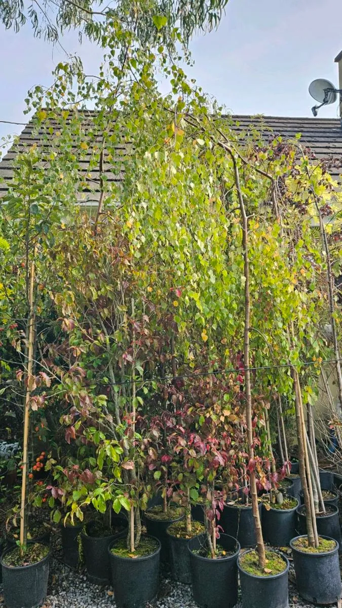 Instant 10ft Evergreen Screening Plants - Image 3