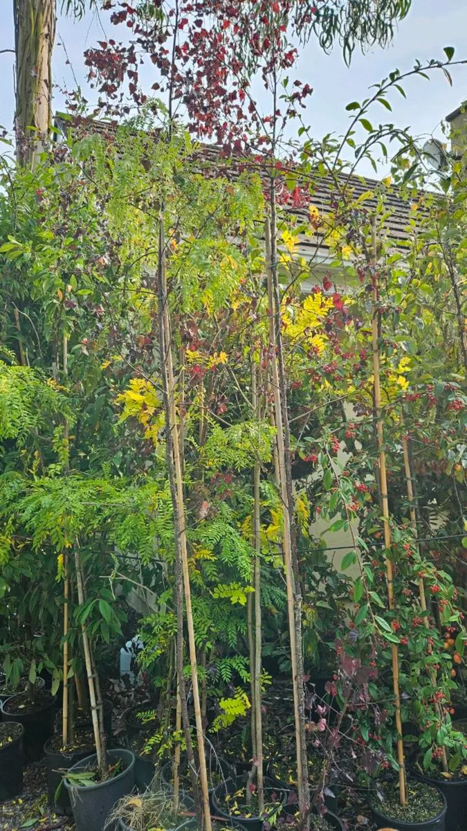 Instant 10ft Evergreen Screening Plants - Image 4