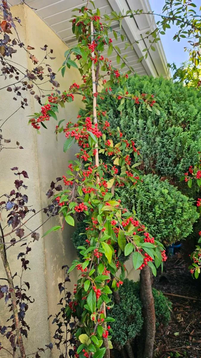 Instant 10ft Evergreen Screening Plants - Image 1