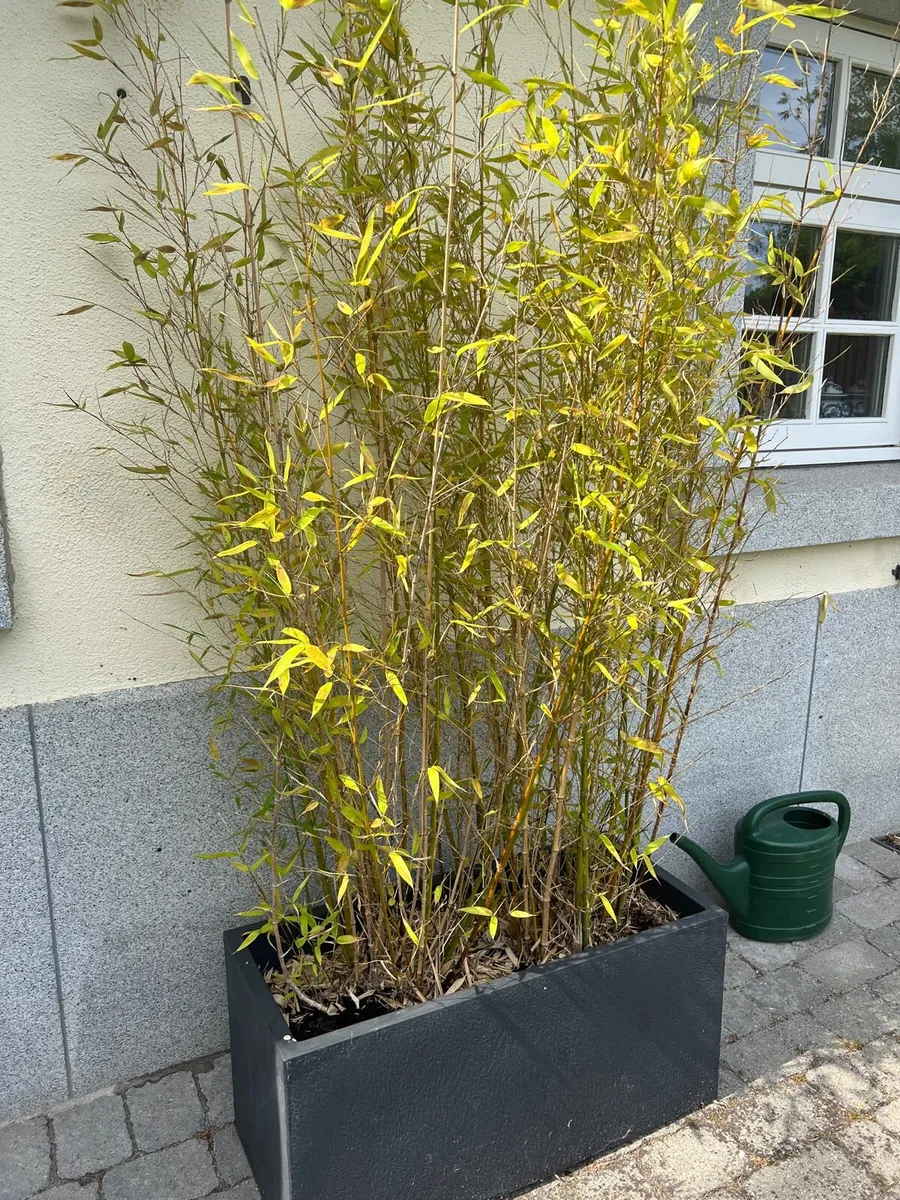 Bamboo