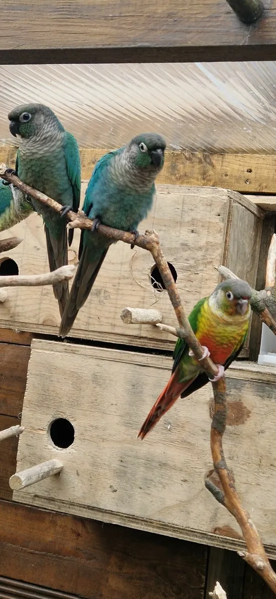 Conures  12 weeks old - Image 2