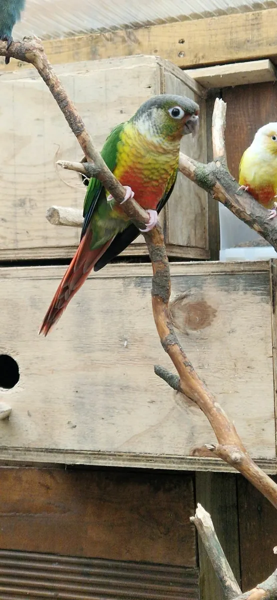 Conures  12 weeks old - Image 3