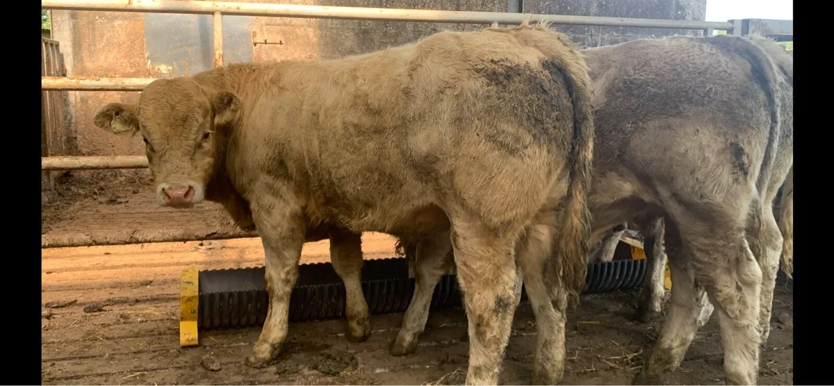 Super CH bulls replacements - Image 2