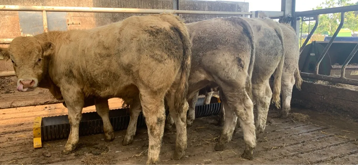 Super CH bulls replacements - Image 3