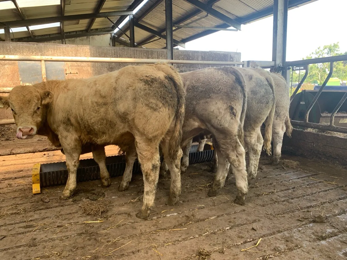 Super CH bulls replacements - Image 4