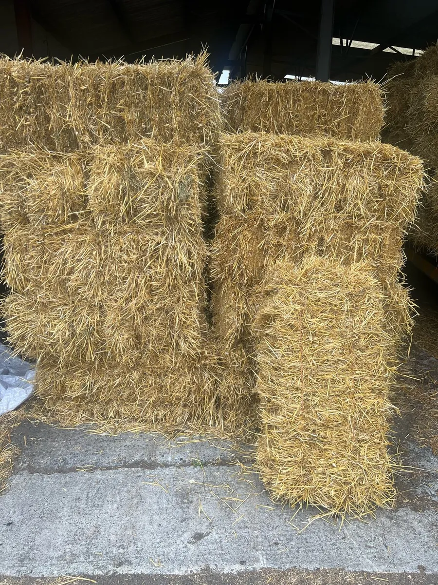Square Bales of Straw - Image 1